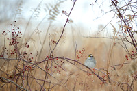 White-throated Sparrow 1
