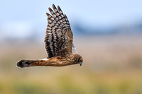 Prime Hook NWR, DE