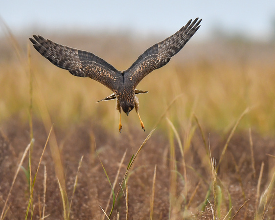 Prime Hook NWR, DE
