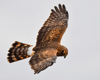 Prime Hook NWR, DE