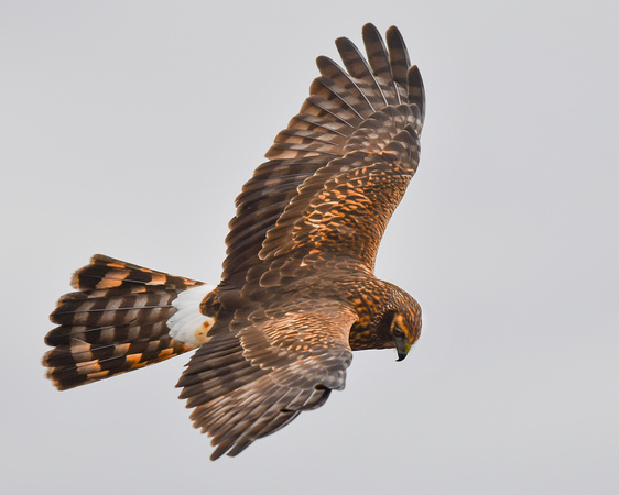 Prime Hook NWR, DE