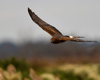 Prime Hook NWR, DE