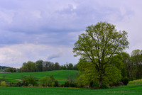 Green Hills Hickory