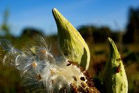 Common Milkweed seeds 3