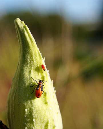 Red Milkweed Beetle on seed pod