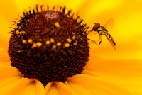 Pollinators