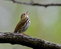 Ovenbird