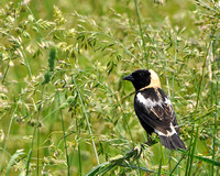 Bobolink 2