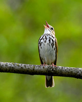 Ovenbird