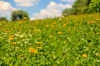 Heliopsis Meadow 3