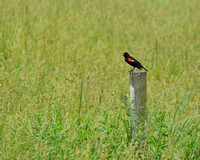 Red-winged Blackbird 4