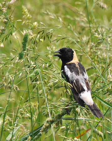 Bobolink 1