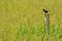 Red-winged Blackbird 5