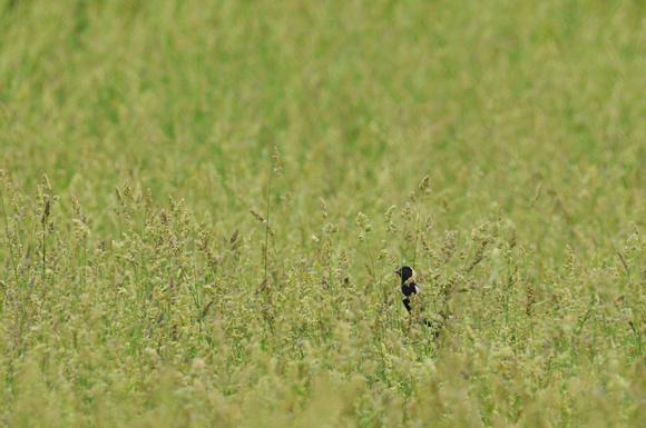 Bobolink 5