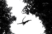 Leaping Spider Monkey