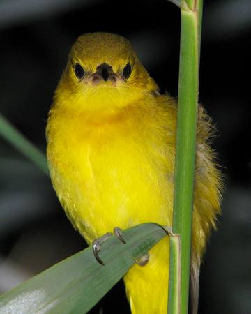 Yellow Warbler in Reeds