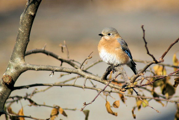 Female Bluebird Perched 1