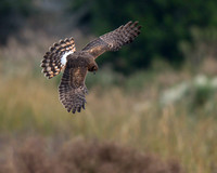 Prime Hook NWR, DE