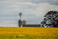 Soy Beans and Silos