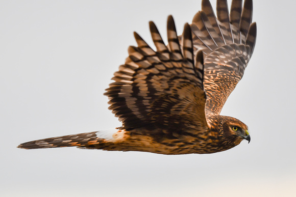 Prime Hook NWR, DE