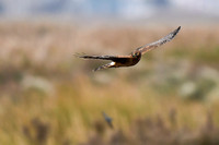 Prime Hook NWR, DE