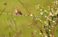 Savannah Sparrow on Barbed Wire