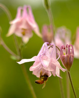 Honey Bee in Columbine