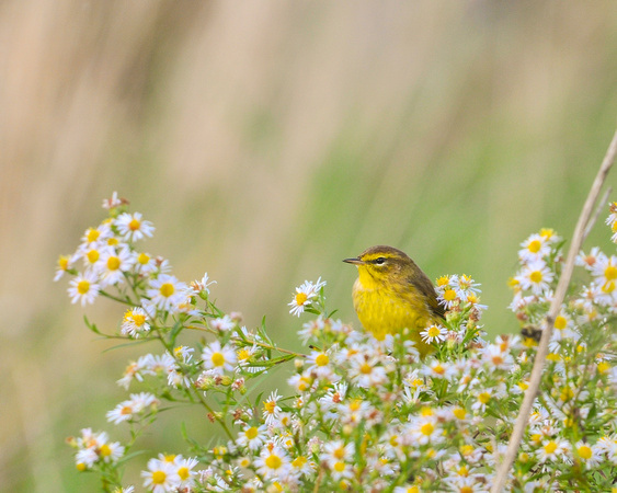 Prairie Warbler