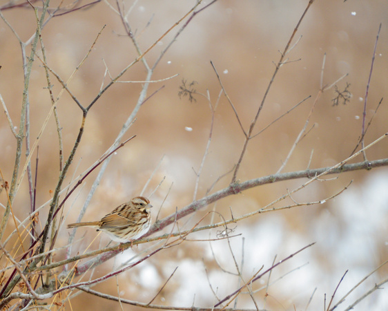 Song Sparrow snowing 3