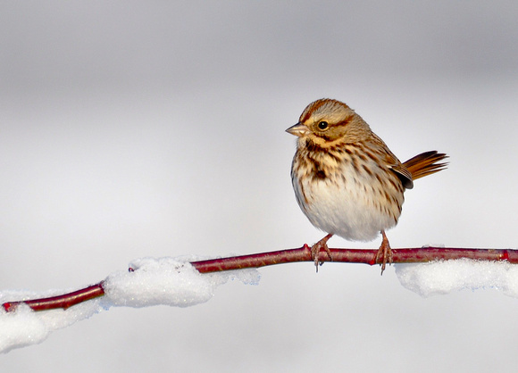 Song Sparrow on Red Branch
