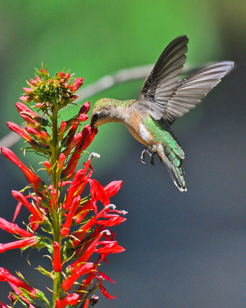 Female Ruby Throated Hummingbird and Cardinal Flower 7